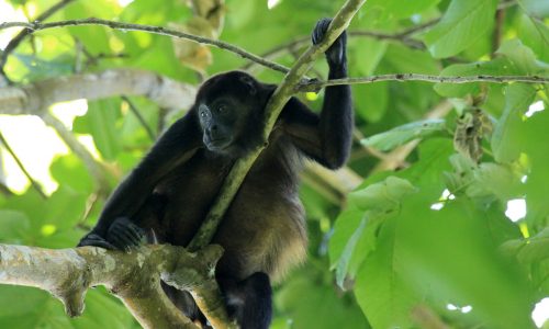 Cahuita National Park Tour Howler Monkey