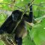 Cahuita National Park Tour Howler Monkey