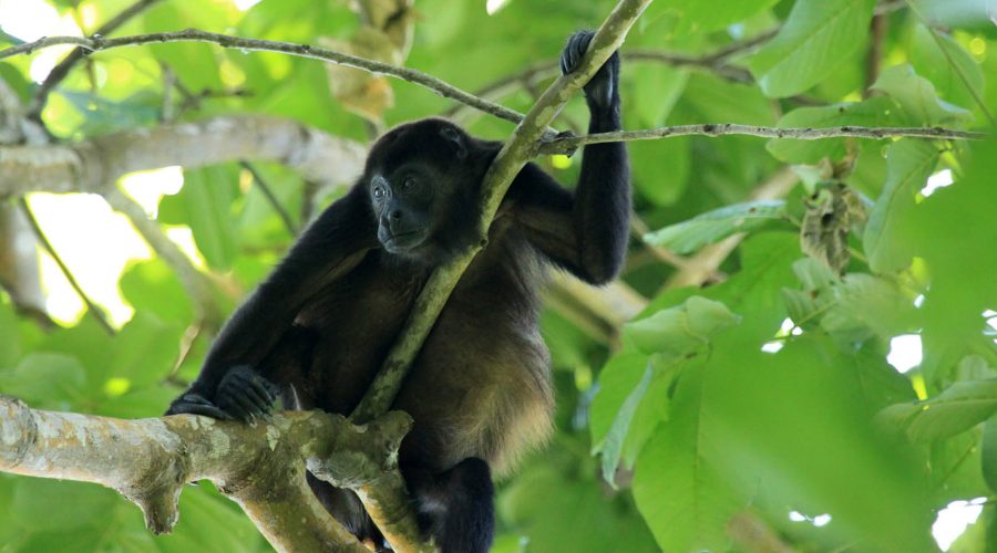 Cahuita National Park Tour Howler Monkey