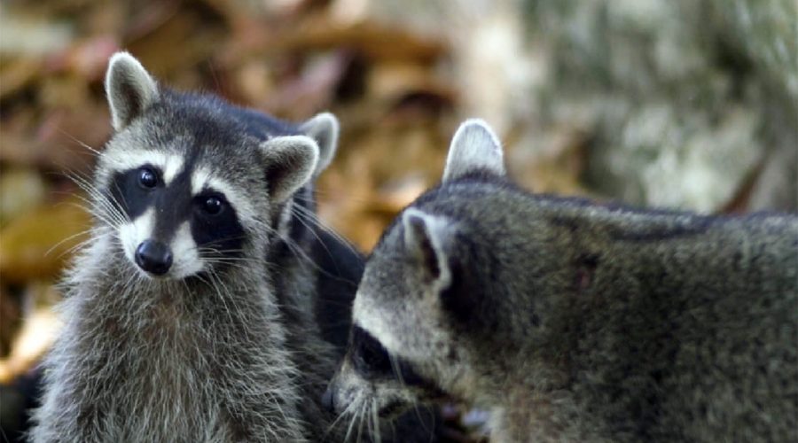 Cahuita National Park Tour Racoon