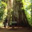 Celeste River Tenorio Volcano National Park peace tree