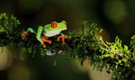 Danaus Ecological Sanctuary frog