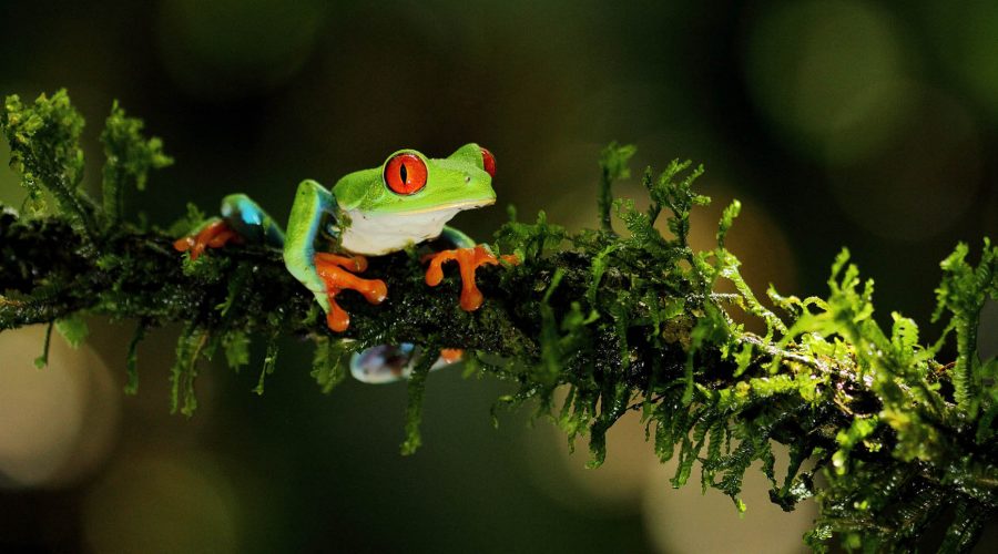 Danaus Ecological Sanctuary frog