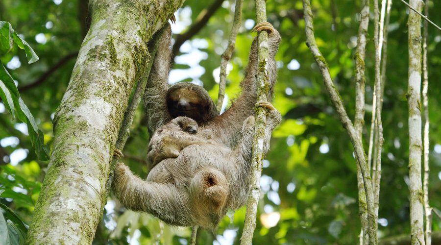 Danaus Ecological Sanctuary sloth