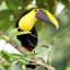 Danaus Ecological Sanctuary toucan