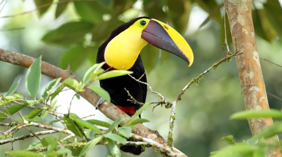 Danaus Ecological Sanctuary toucan