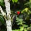 Danaus Ecological Sanctuary woodpecker