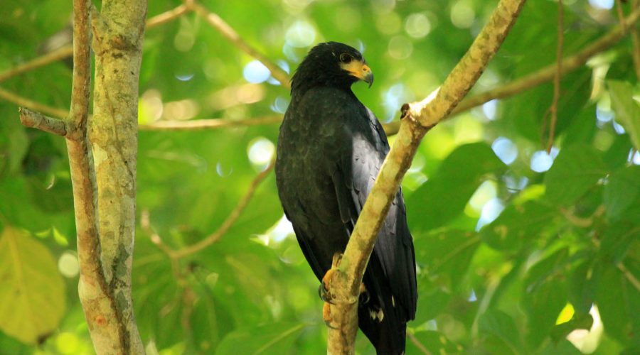 Falcon Gandoca Manzanillo National Wildlife Refuge