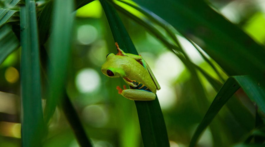 Frog Gandoca Manzanillo National Wildlife Refuge