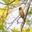 Guanacaste Birdwatching Tour bird