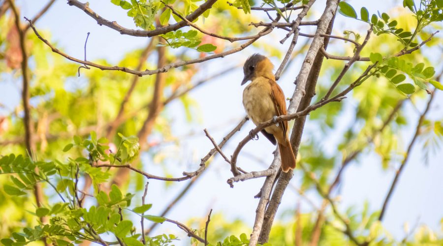 Guanacaste Birdwatching Tour bird