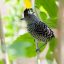 Guanacaste Birdwatching Tour birds