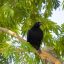 Guanacaste Birdwatching Tour black bird