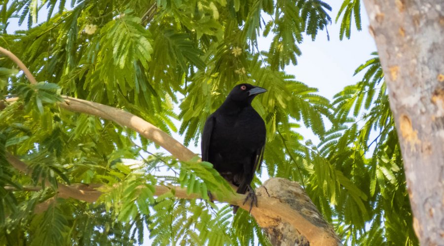 Guanacaste Birdwatching Tour black bird