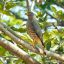 Guanacaste Birdwatching Tour falcon
