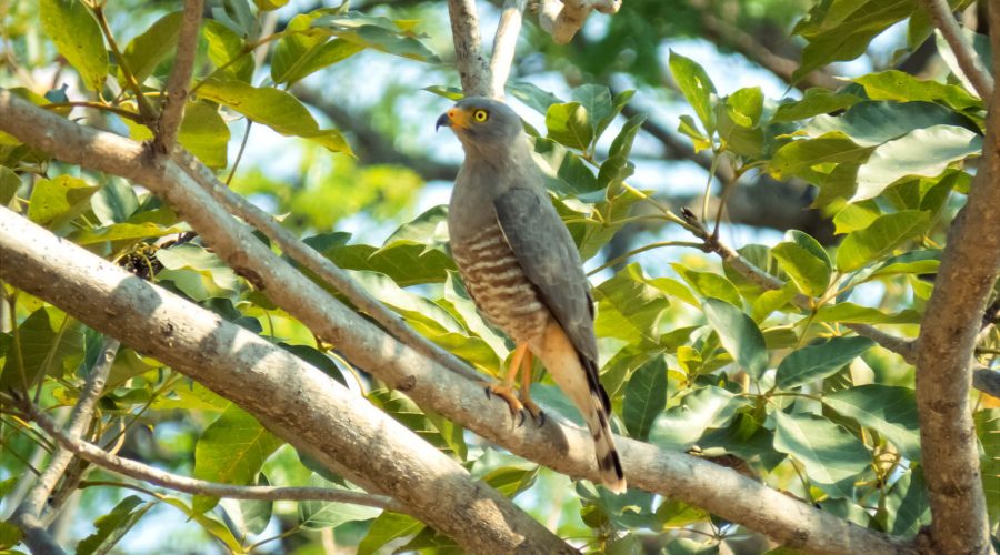 Guanacaste Birdwatching Tour falcon
