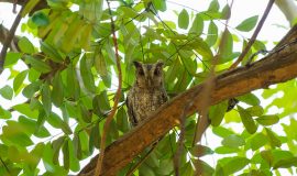 Guanacaste Birdwatching Tour owl