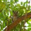 Guanacaste Birdwatching Tour owl