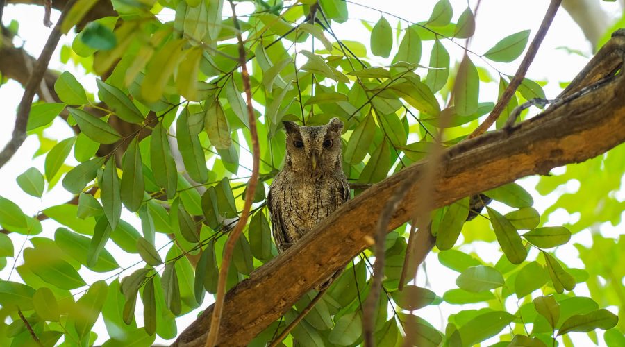 Guanacaste Birdwatching Tour owl