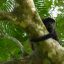 Laguna del Hule Cerro Congo Tour howler monkey