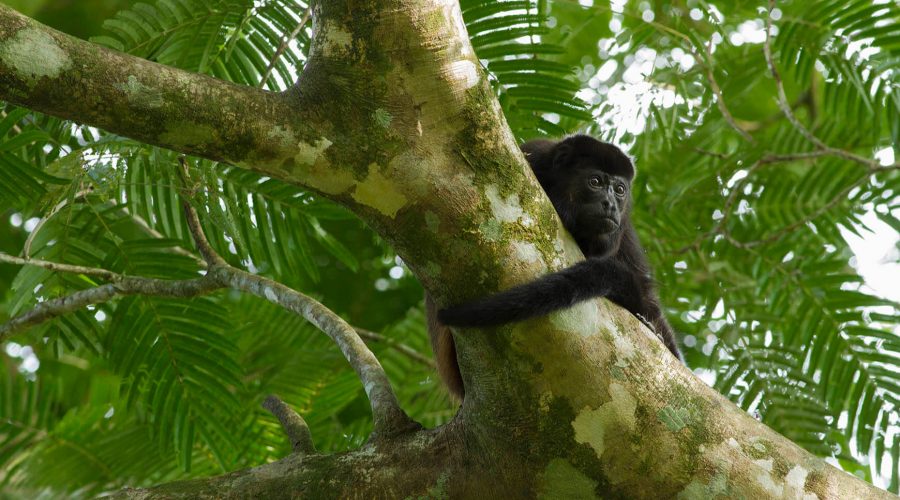 Laguna del Hule Cerro Congo Tour howler monkey