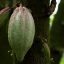 Maleku Indigenous Reserve cacao