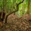 Maleku Indigenous Reserve trails