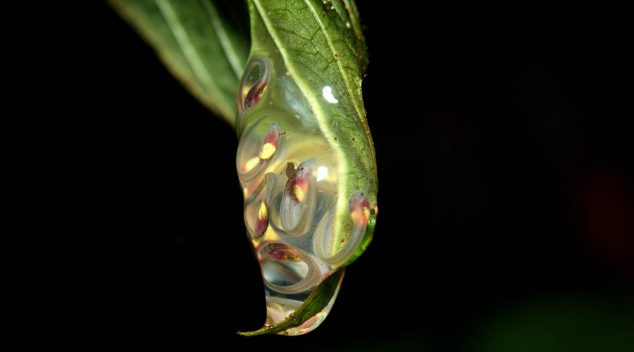 Nocturnal Experience Night Walk eggs