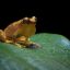 Nocturnal Experience Night Walk frog