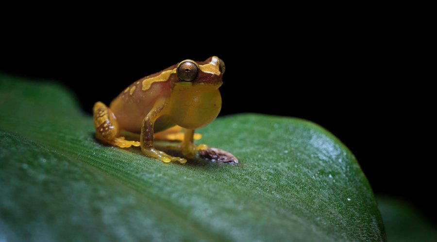 Nocturnal Experience Night Walk frog