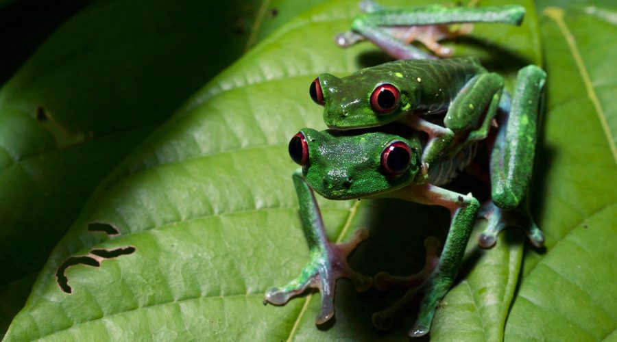 Nocturnal Experience Night Walk frogs