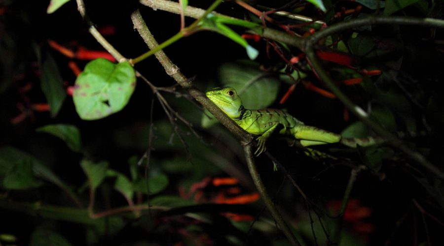 Nocturnal Experience Night Walk lizard