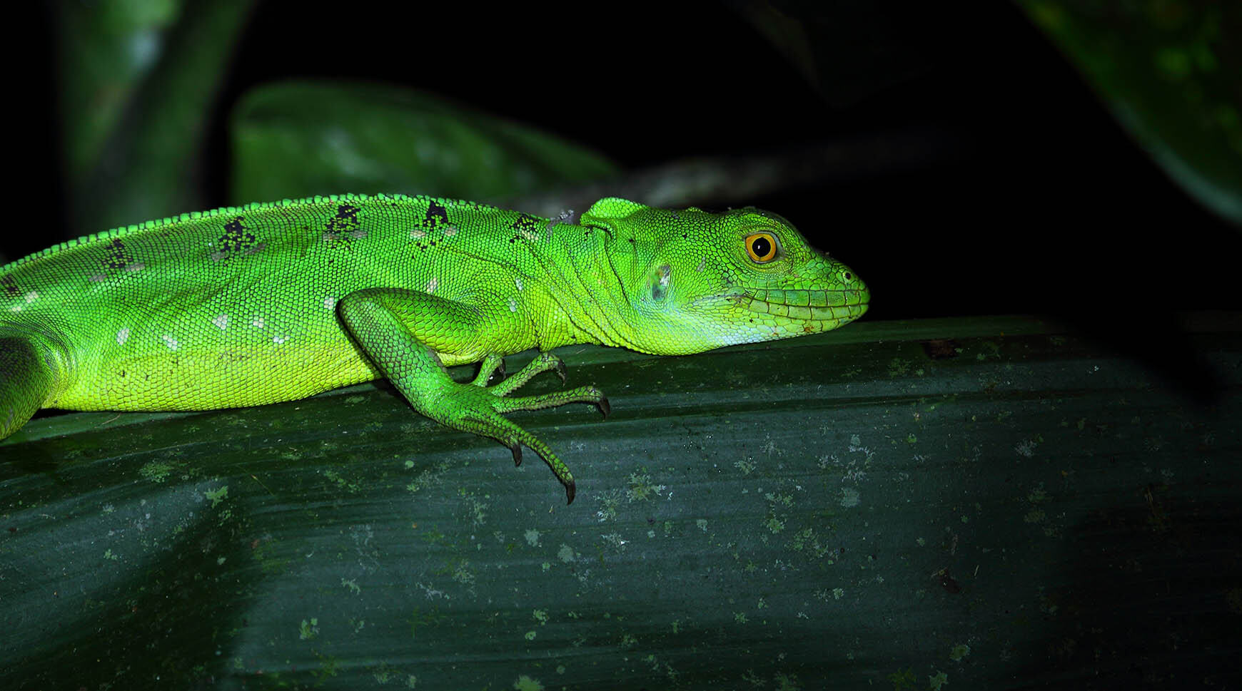 Nightly Walking Experience With Typical Costa Rican Dinner