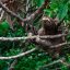 Puerto Viejo Secret walk sloth