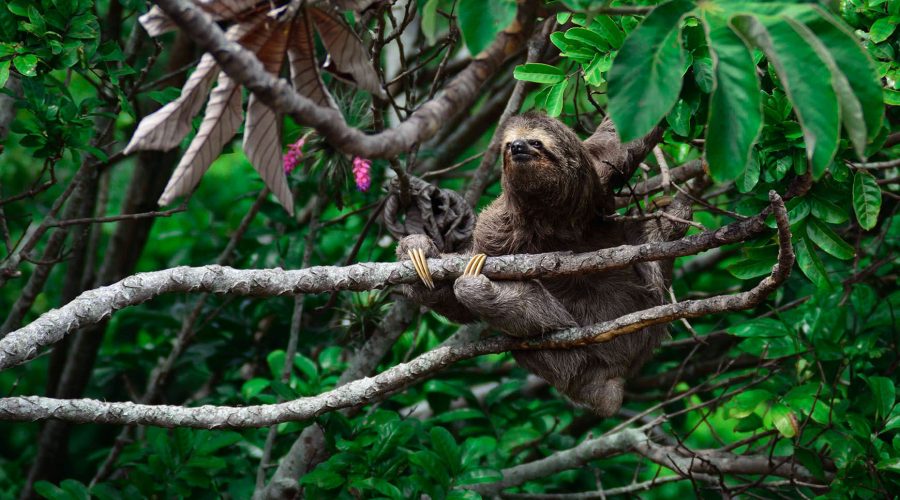 Puerto Viejo Secret walk sloth