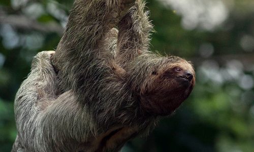Sloth Watching Tour sloth