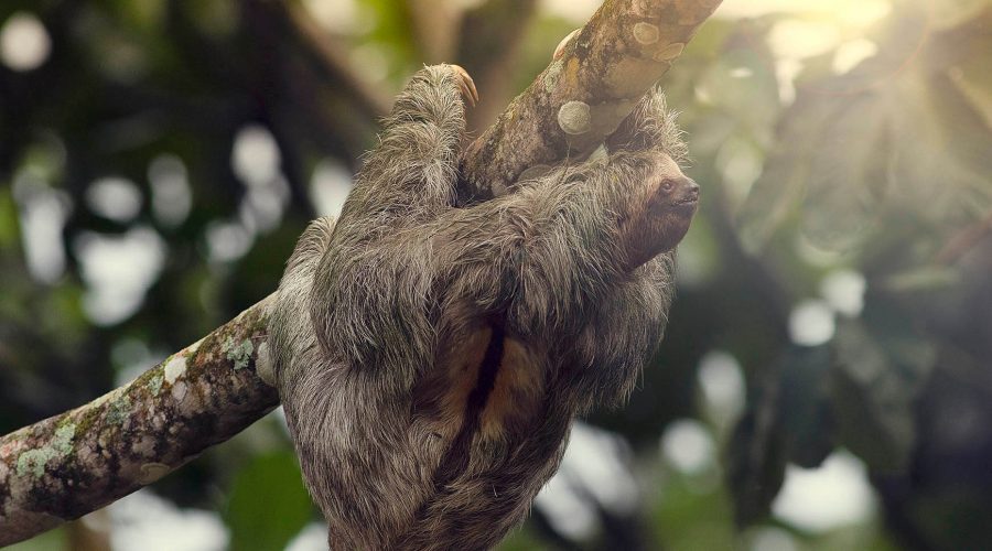 Sloth Watching Tour sloth tree