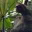 Sloth Watching Tour sloths
