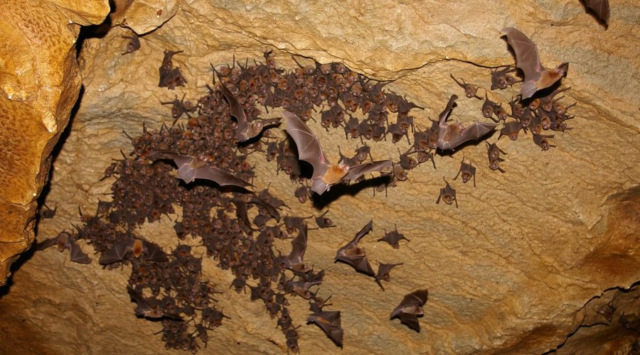 Venado Caves tour bats