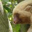 manuel antonio national park sloth