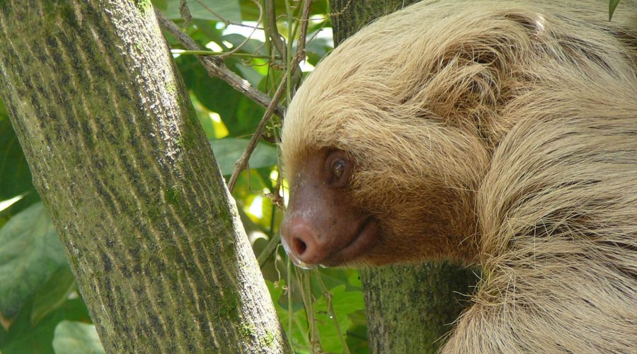 manuel antonio national park sloth