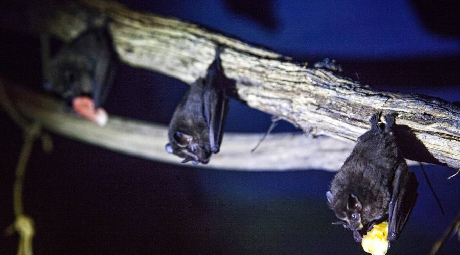 monteverde bat jungle tour bats