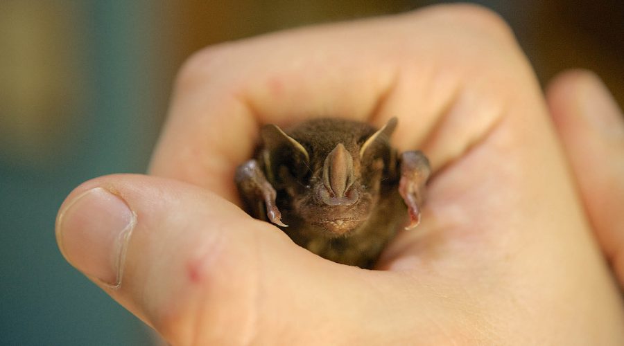 monteverde bat jungle tour small bat
