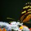 monteverde butterfly tour butterflies