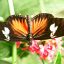 monteverde butterfly tour butterfly