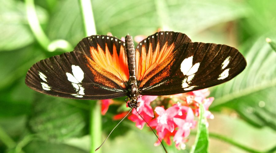 monteverde butterfly tour butterfly