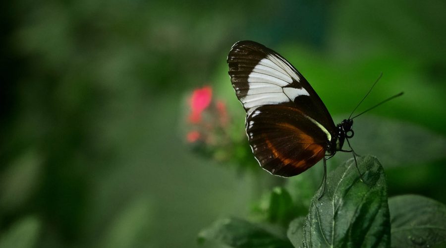 monteverde butterfly tour butterfly close
