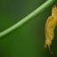 monteverde butterfly tour cocoon