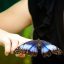 monteverde butterfly tour tourist