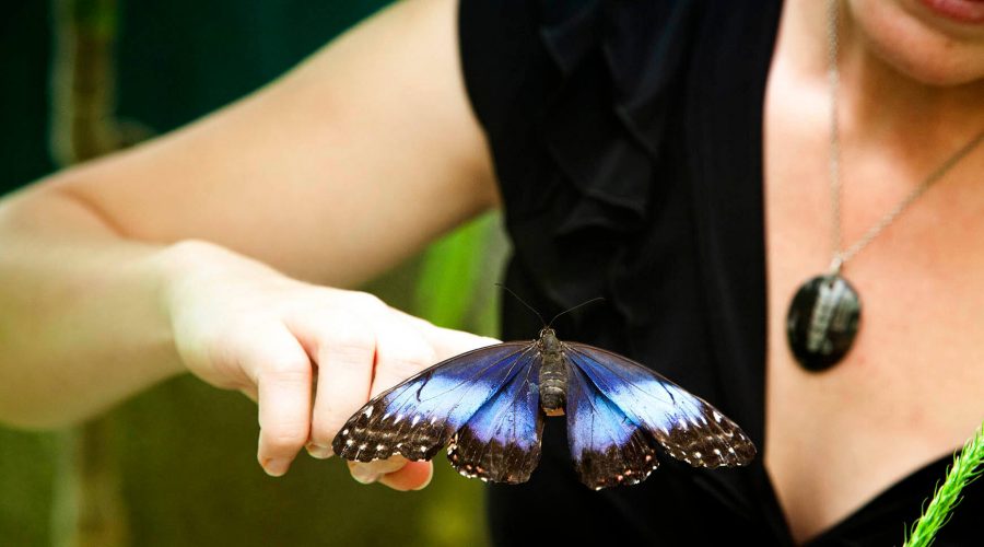 monteverde butterfly tour tourist